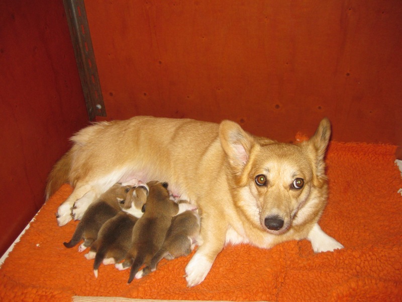 Puppies